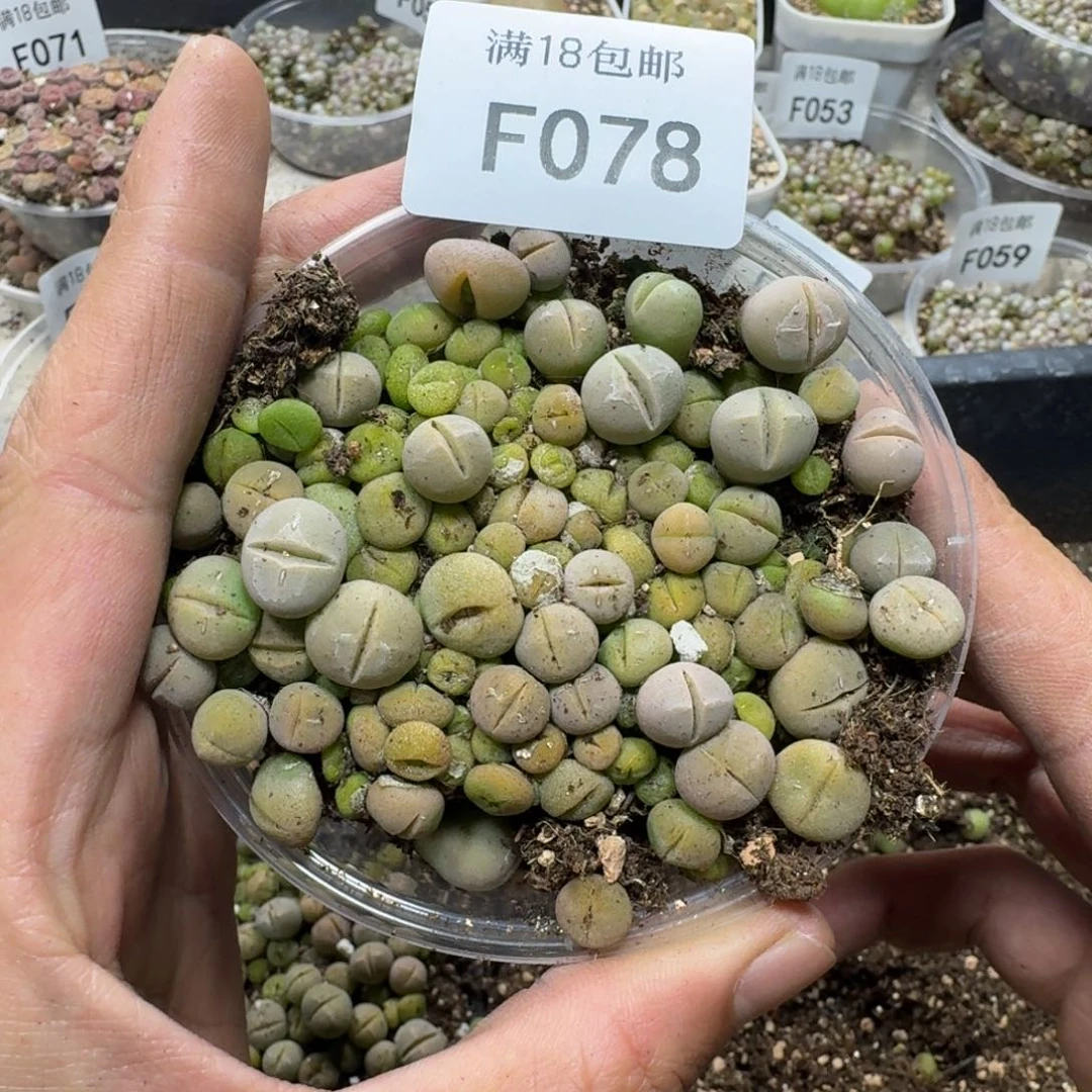 F078 春桃一盒 多肉植物