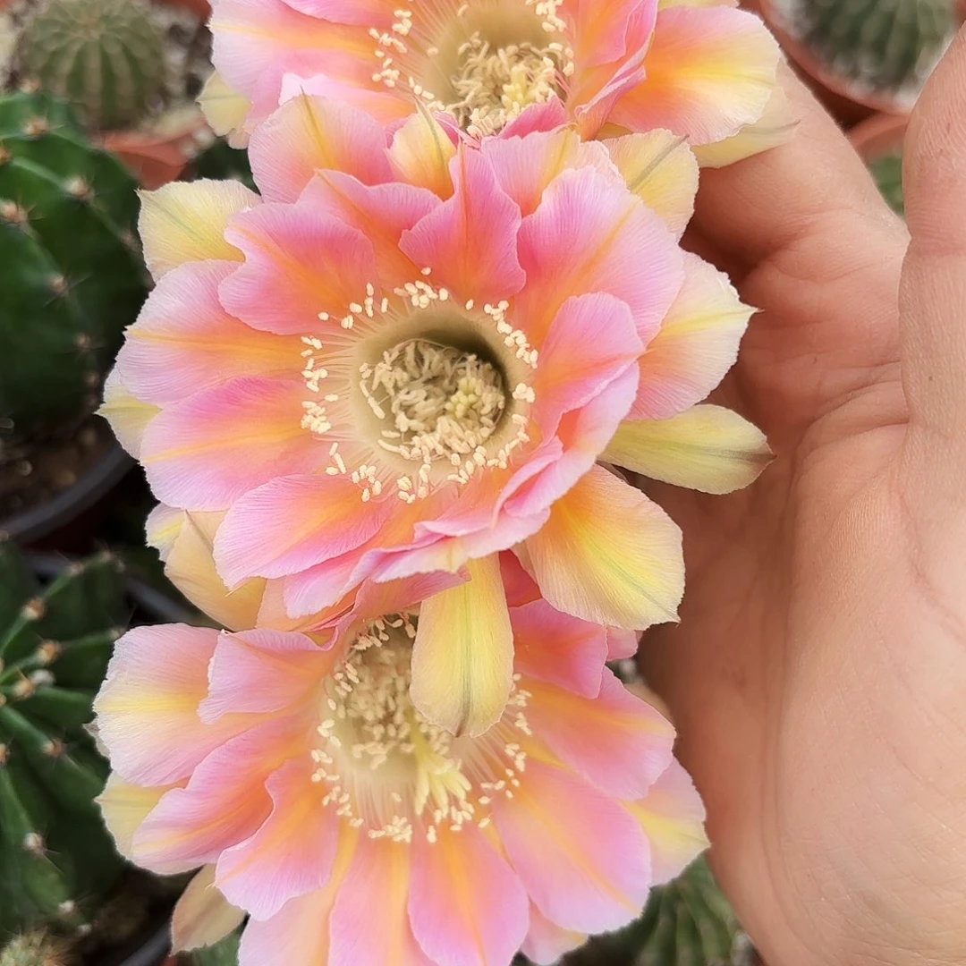 大的有根淑妃彩巨香六七公分