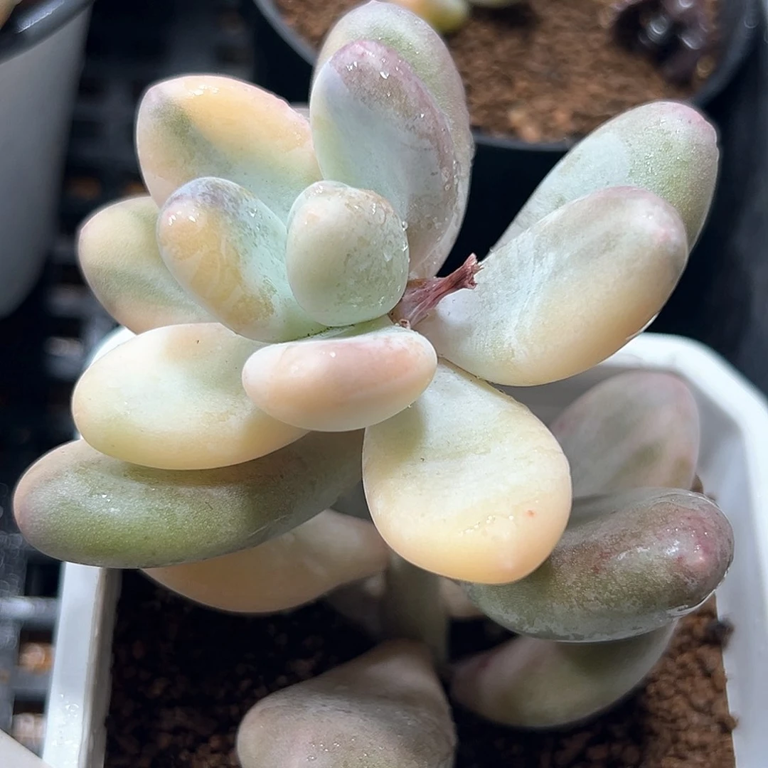 03奶酪锦蛋黄奶  小方花圃一物一拍