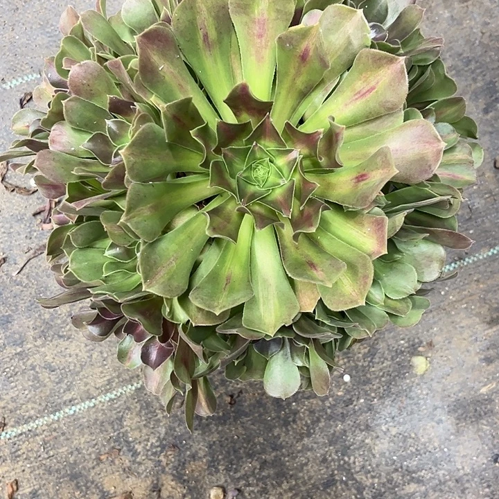 多肉植物女巫中班锦……