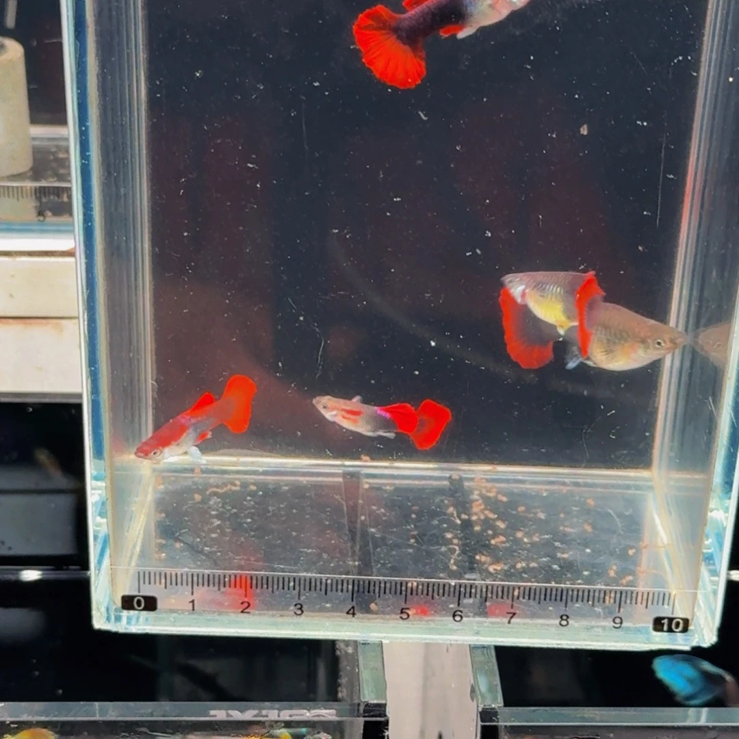 陌***℡孔雀鱼精品褶扇公鱼1条