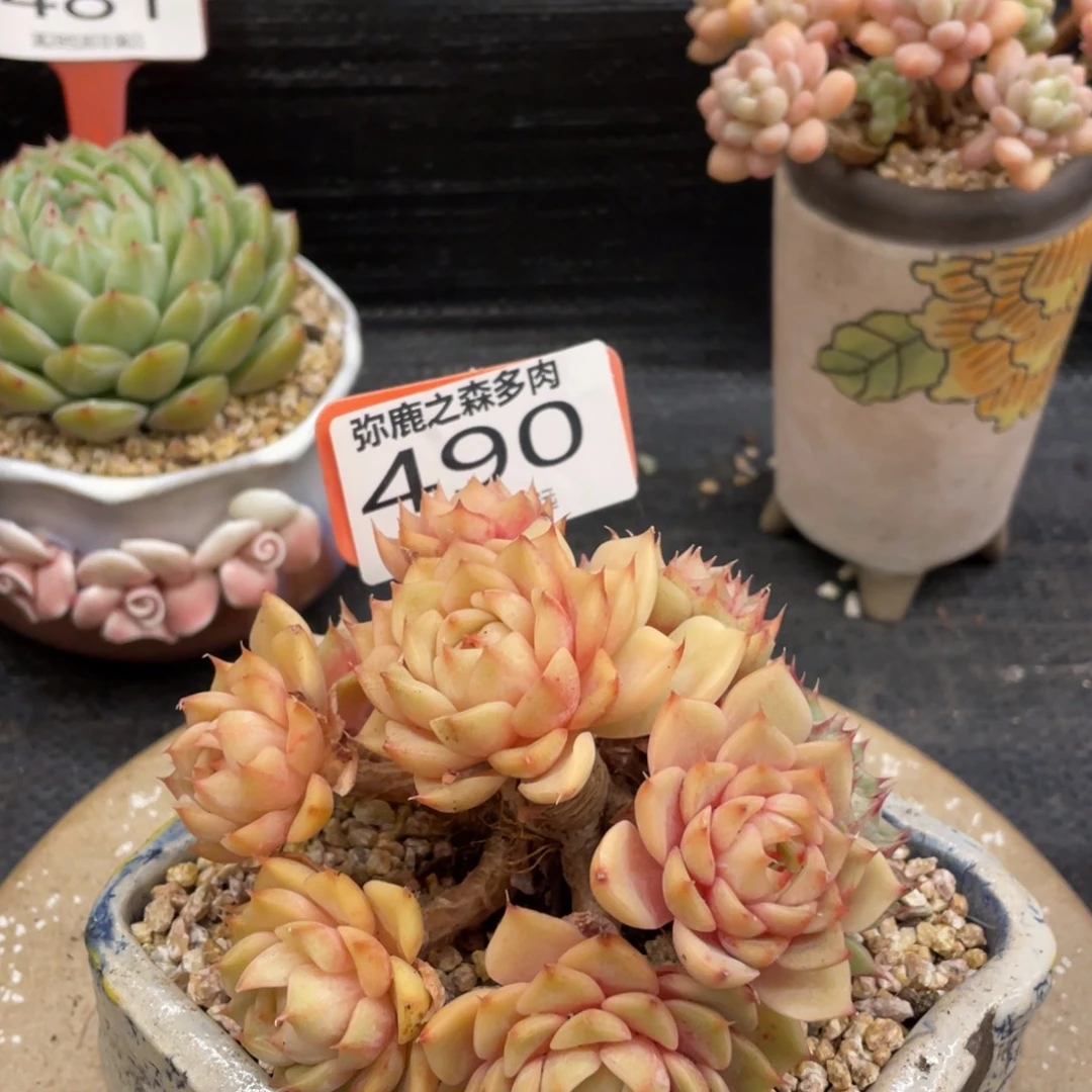 弥鹿之森一物一拍