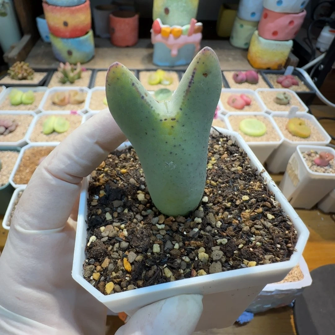 红陶牛**作当然当然当然当然的