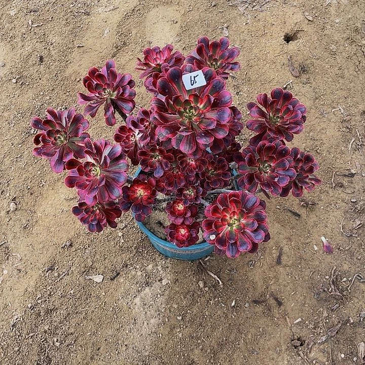 幸***伱法师老桩一个65号一个