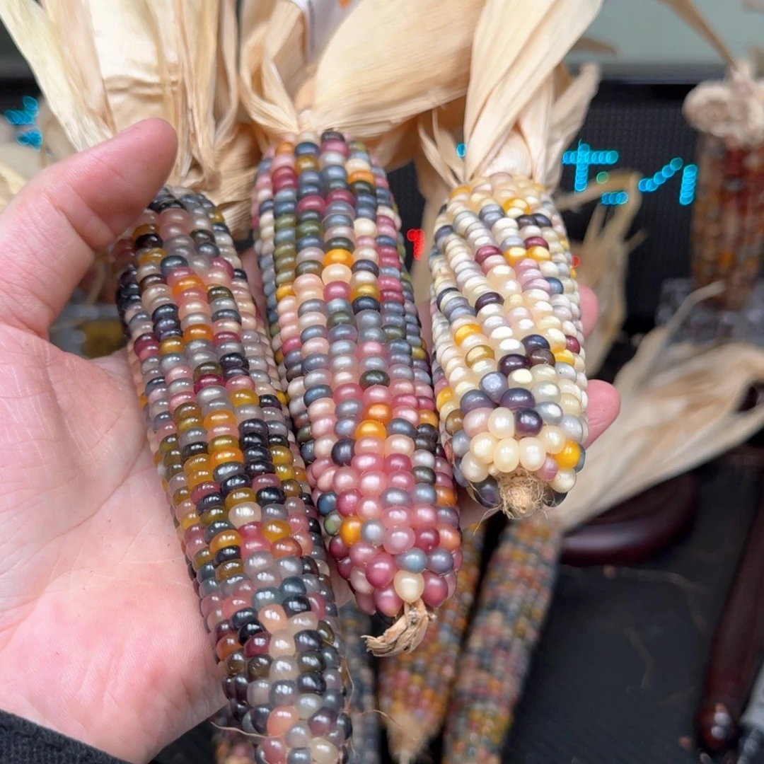 柏香籽/百香籽吊坠?**子