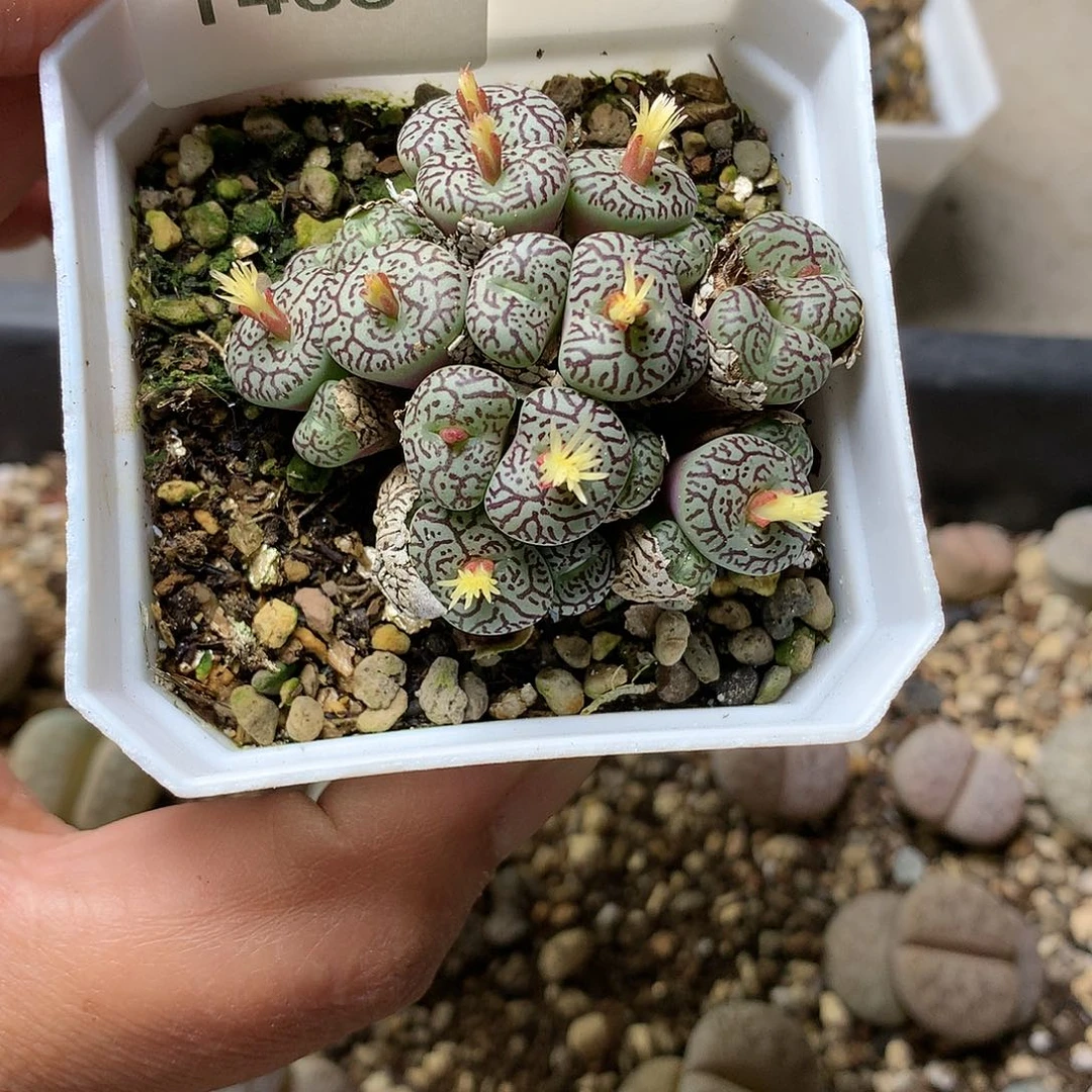 K****灵T466多肉植物保护