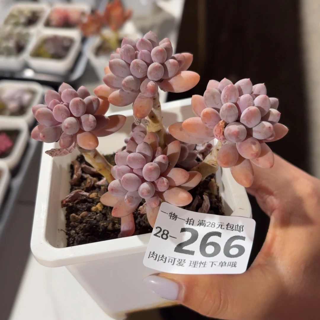 婴儿手指无盆土发货无盆