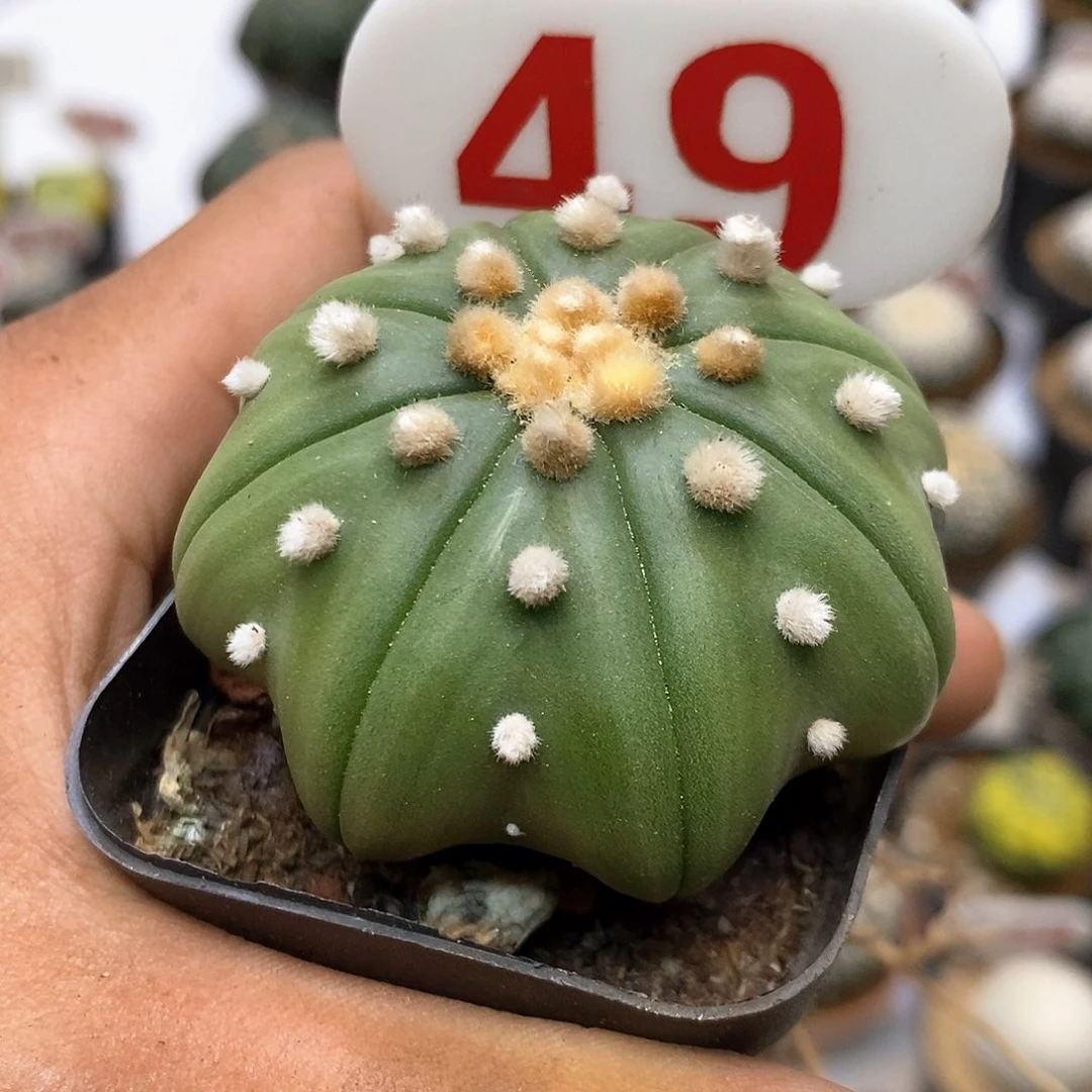 49琉璃海星福利了特价