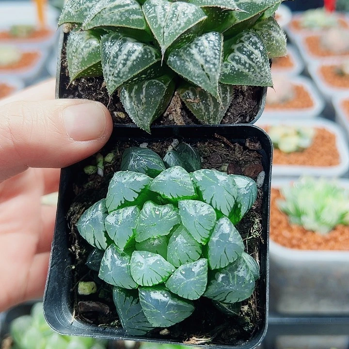 十二卷多肉雪景色