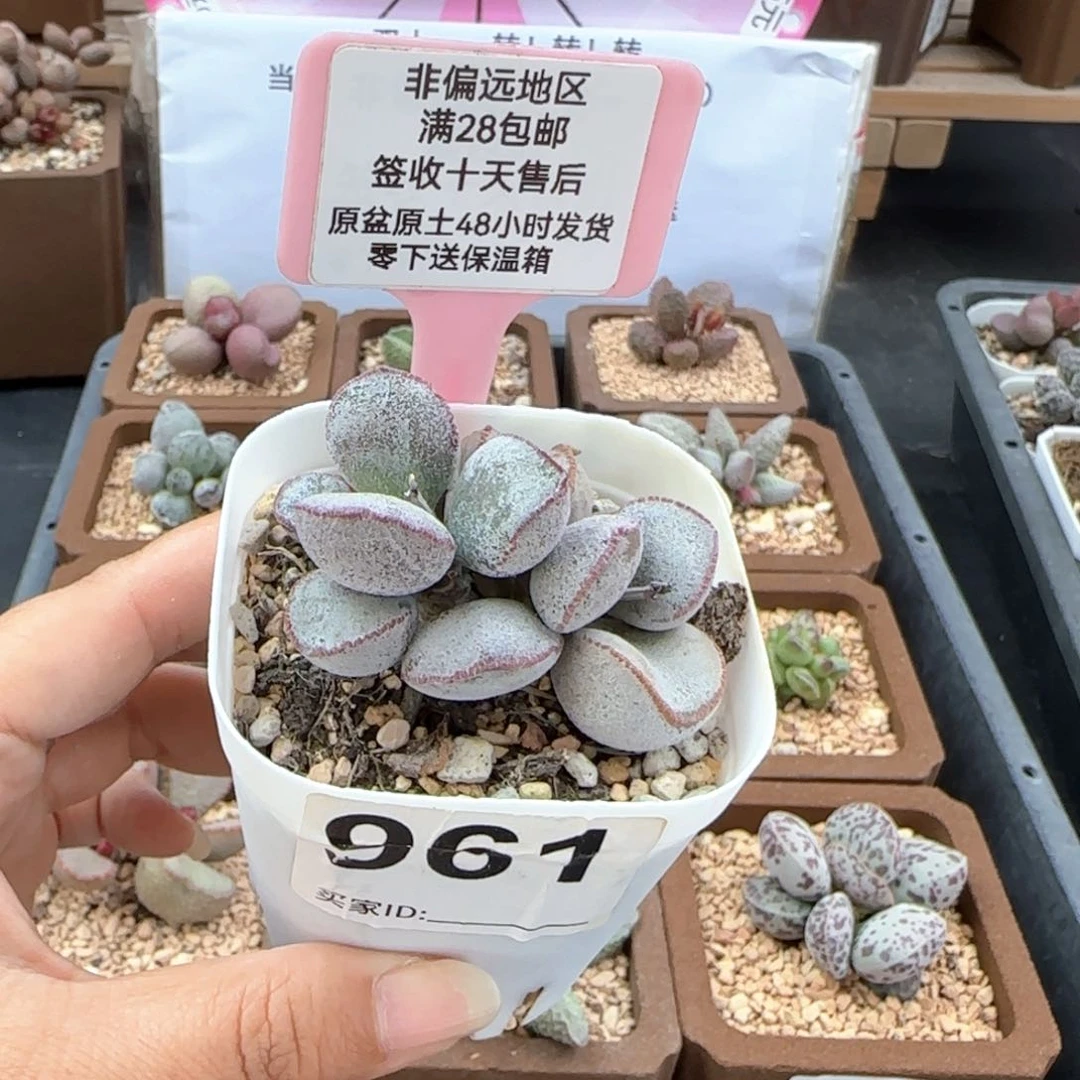 961饺子磨砂蛋多肉植物