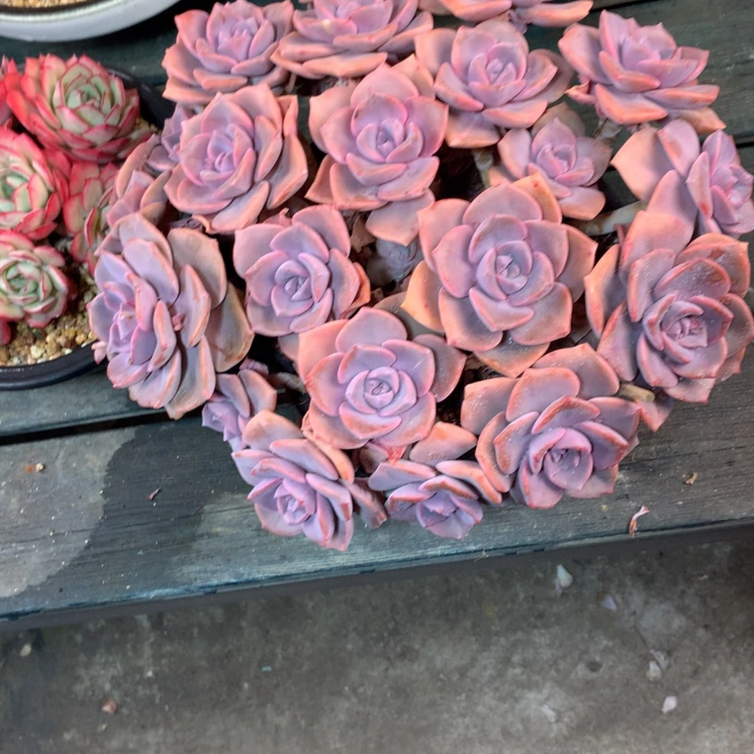 能***青一物一拍一物一拍