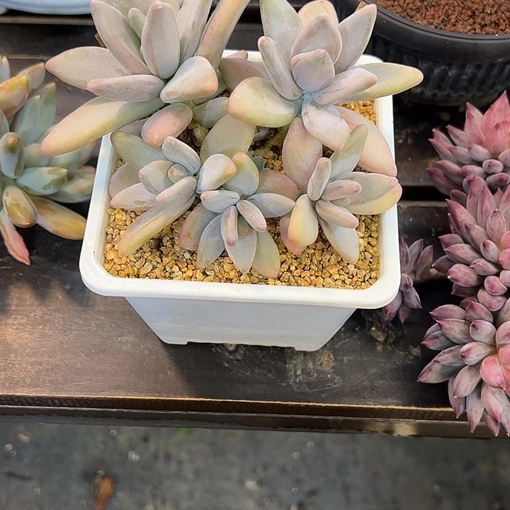 企鹅一颗肉肉看看