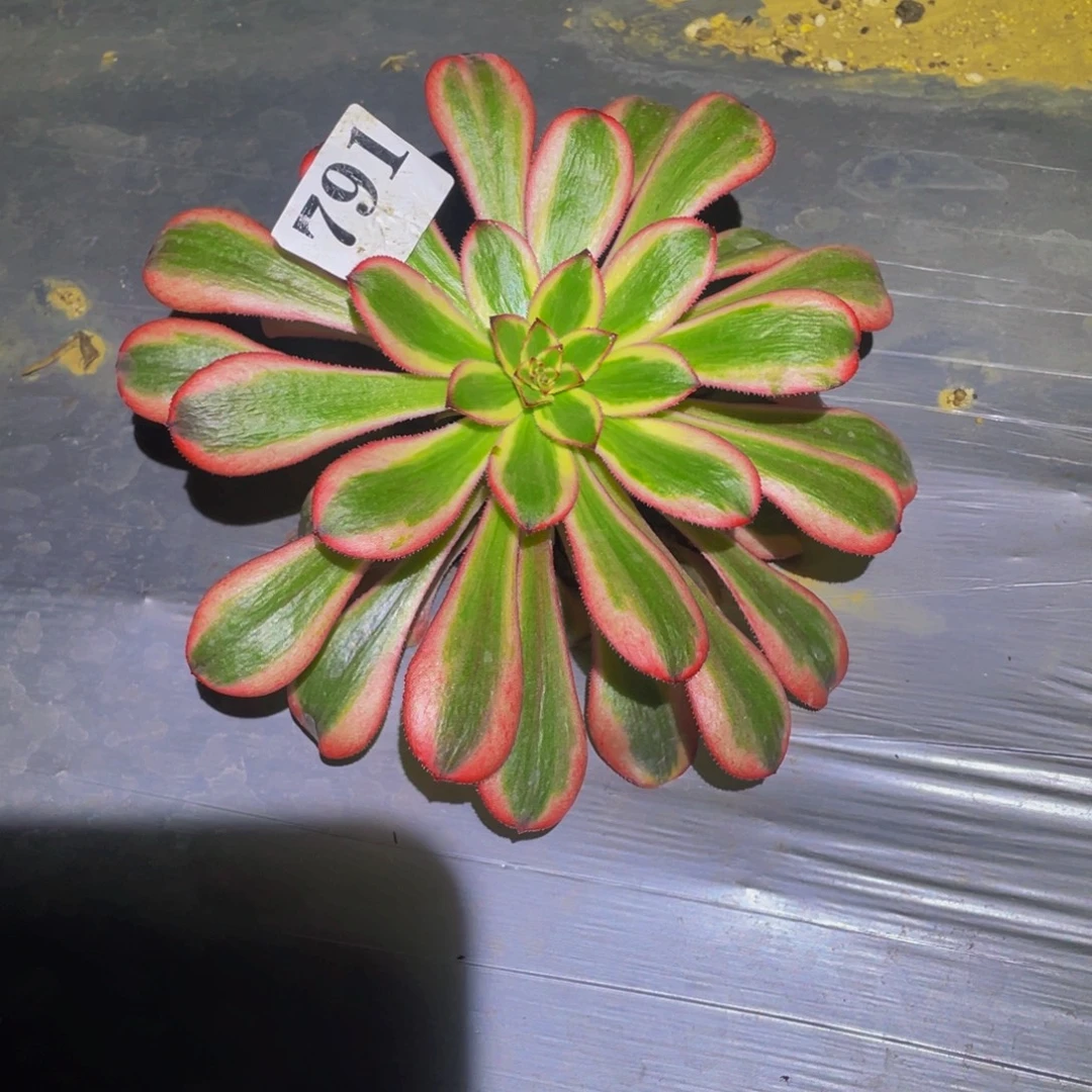 初恋多肉植物791多肉