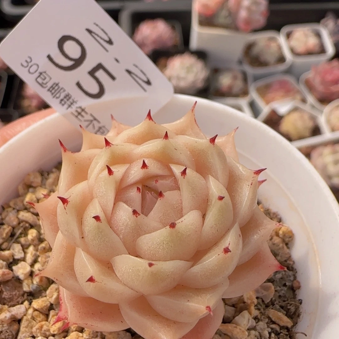 麦秆单头一颗脱土