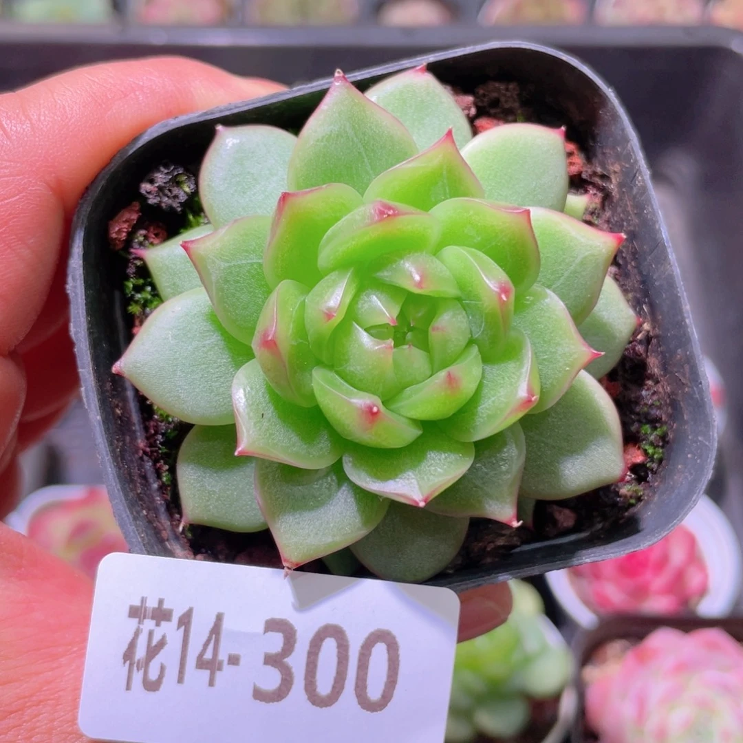 花利美14-300麦秆