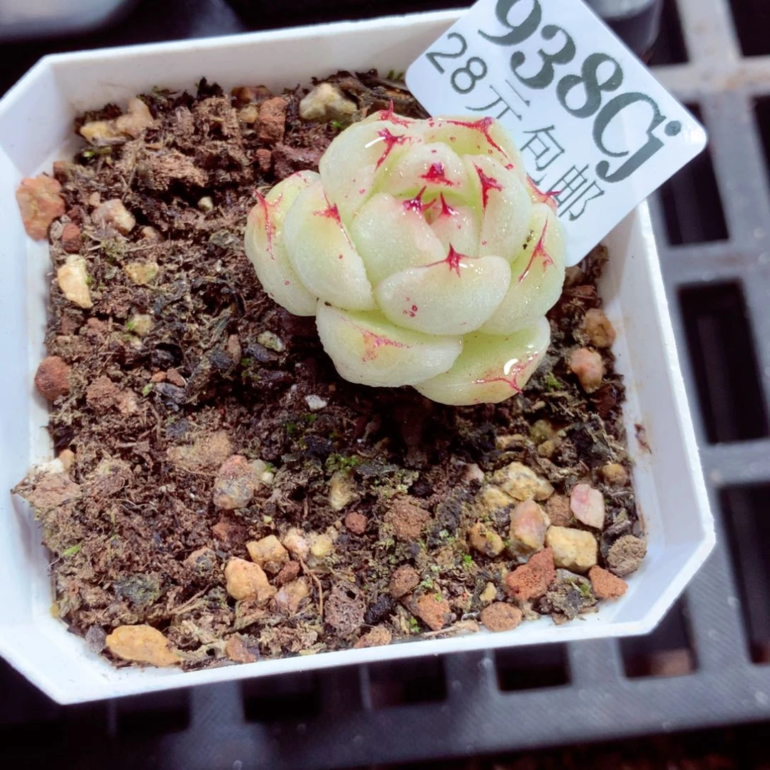 5厘米盆精控多肉938