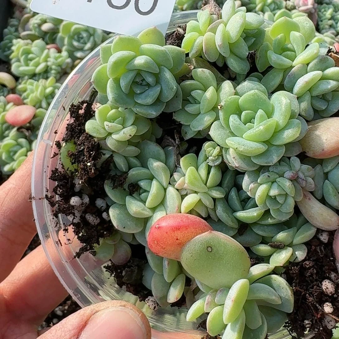 杂交新品珍妮多肉160