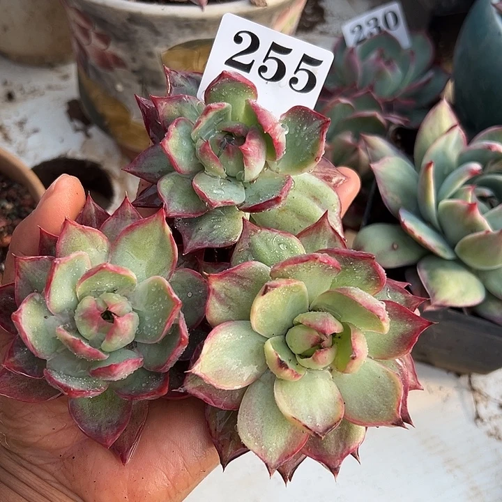 焦***）惊鸿惊鸿惊鸿255叶展 8默认裸根发货