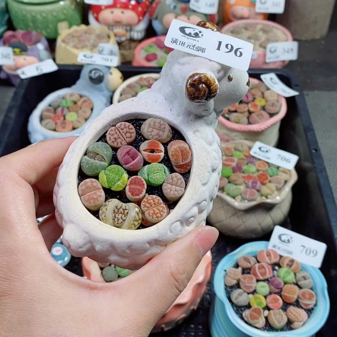 生日石花花花花花196