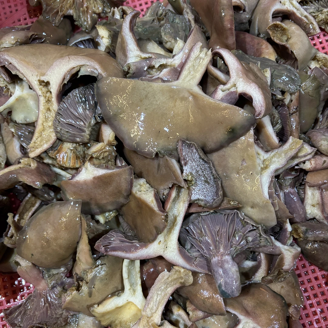 万源高山深秋大朵乌松菌（菌子带盐份需泡水1小时候在清洗食用）