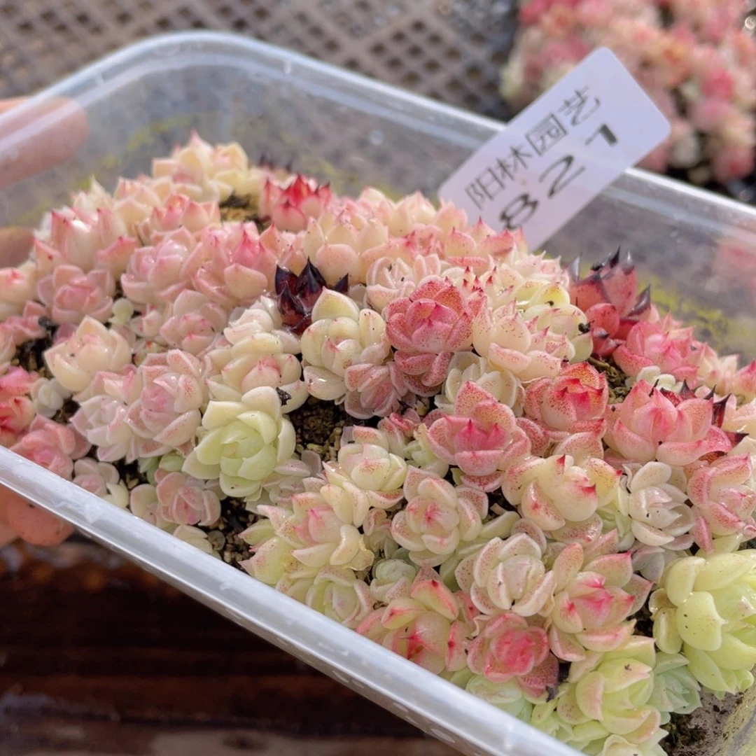 多肉植物多肉植物821