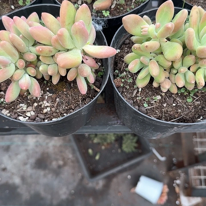 功*茶青蛙王子儿童牙膏111