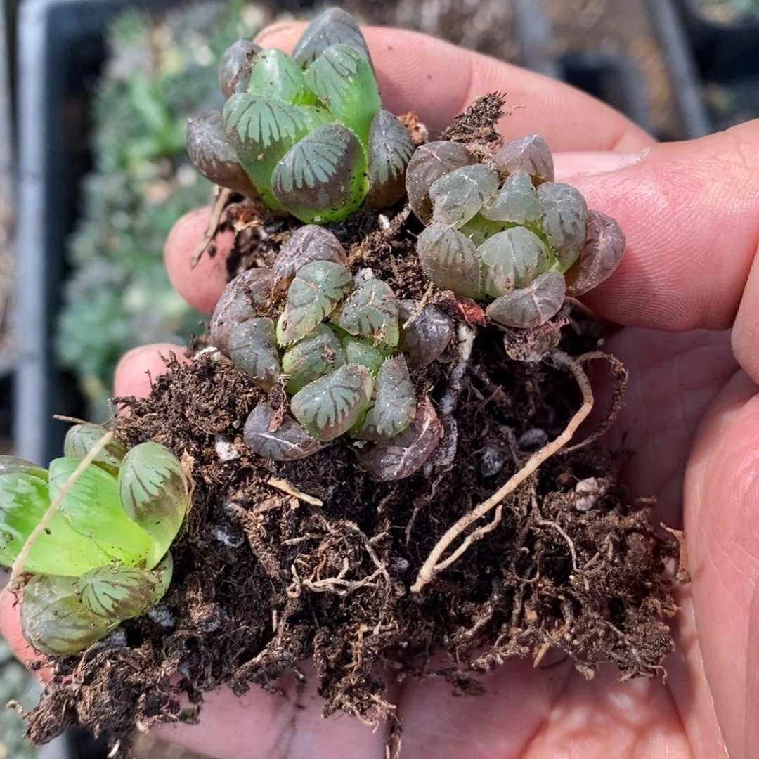 道***尘2839 四颗福利。