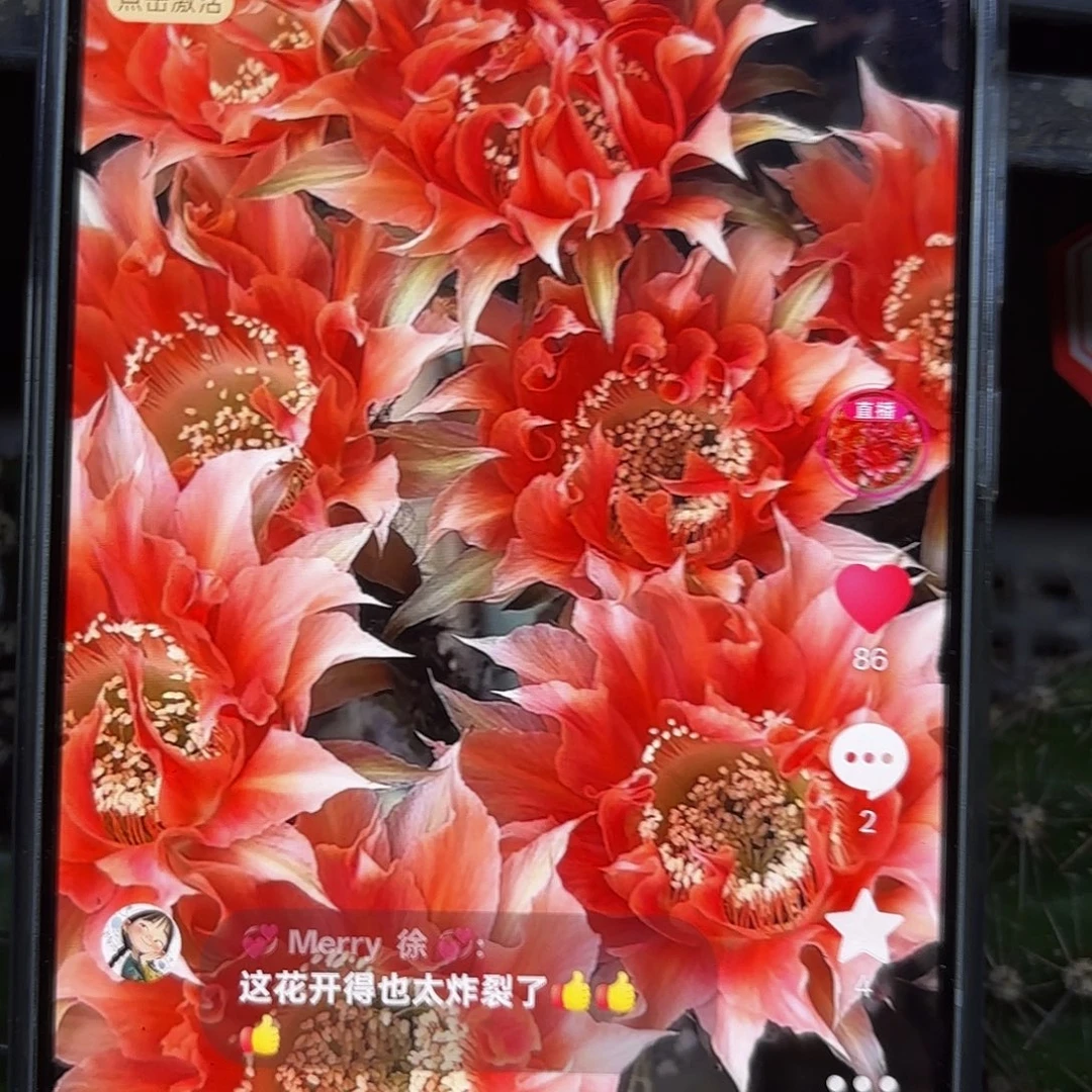 A119金刚侧牙20包邮仙人球51