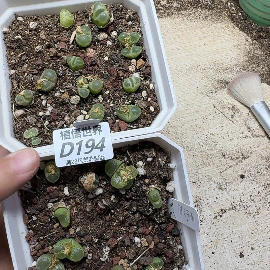 多肉植物的润泽fgb