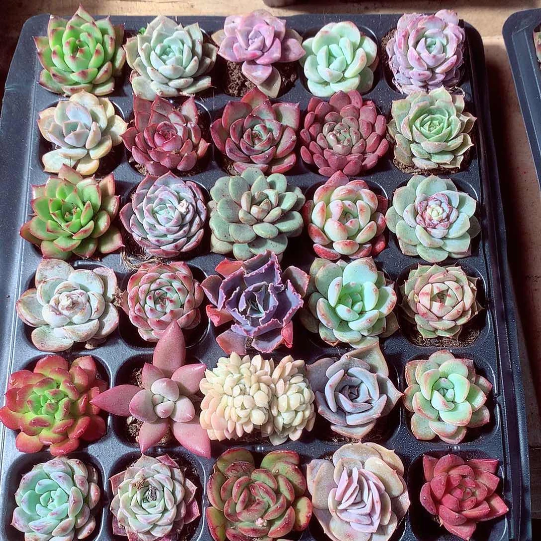 多肉植物带穴盘30