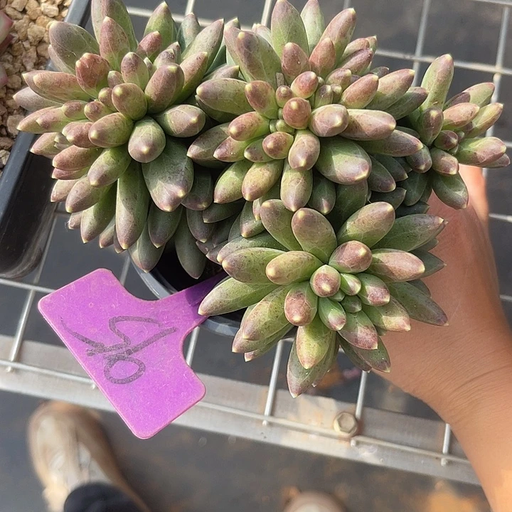 两单包邮，一物一拍95千代田缀