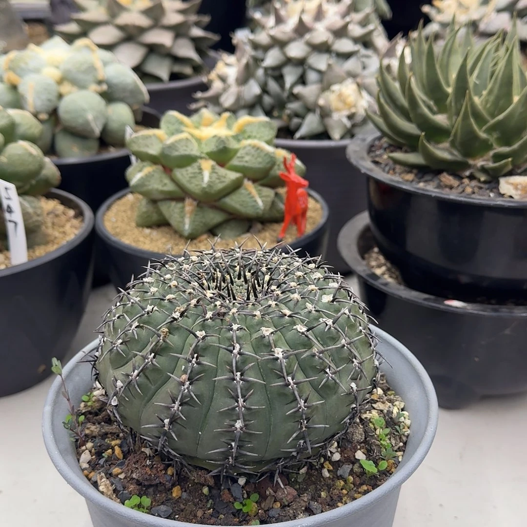 实生黑刺凤头仙人球