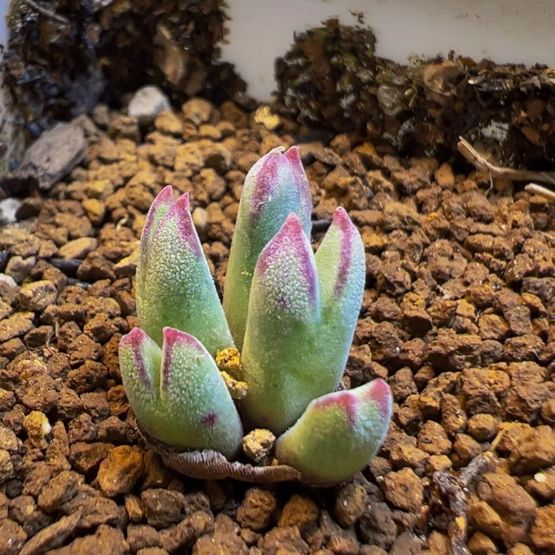 49多肉植物百科知识