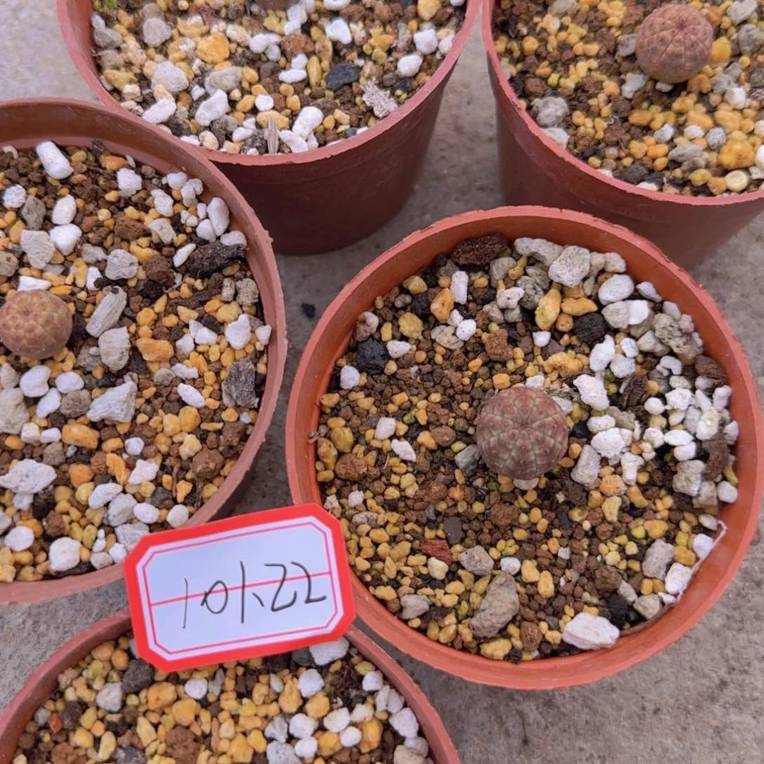 安****n块根植物块根植物