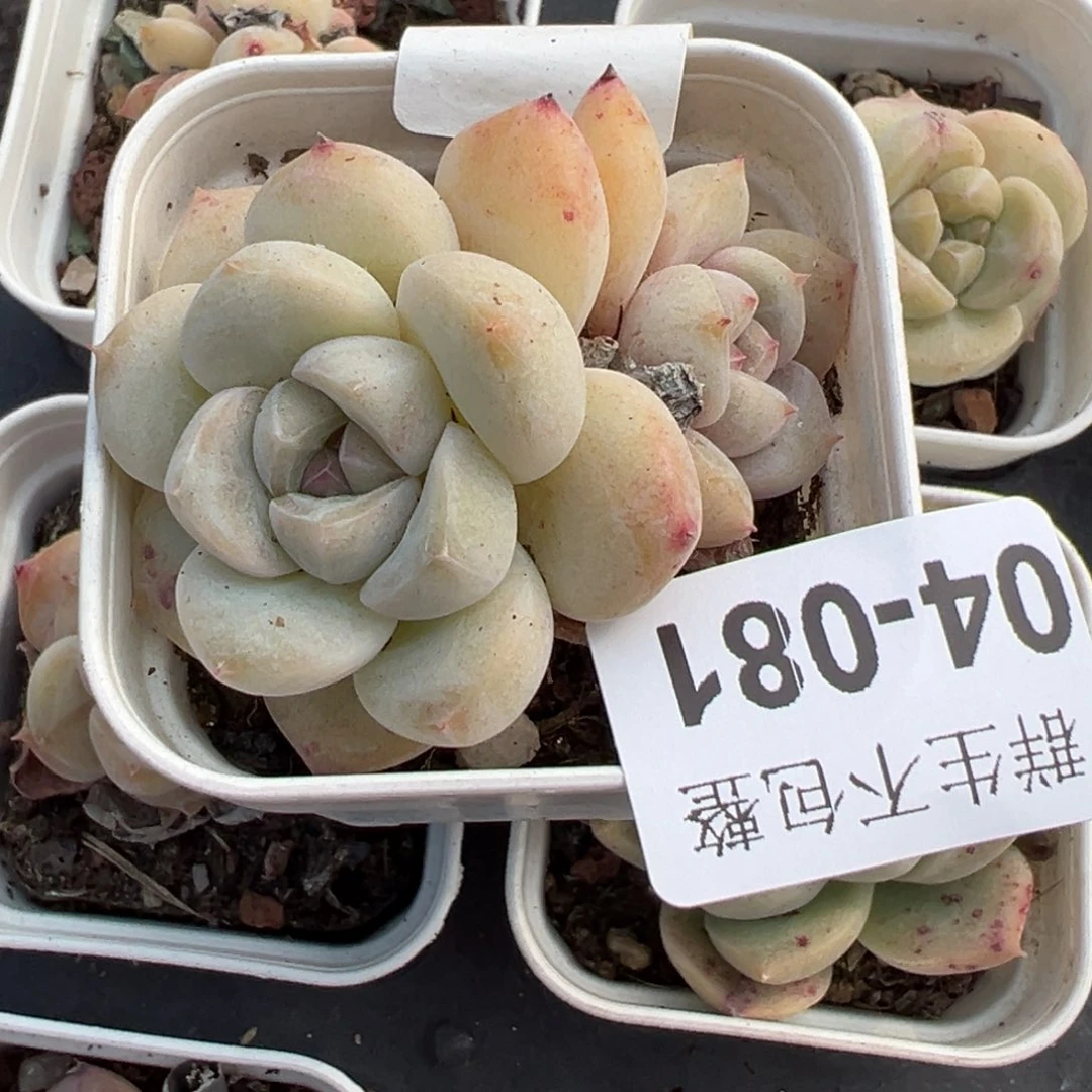 小卡拉米糖心一物一拍4-81