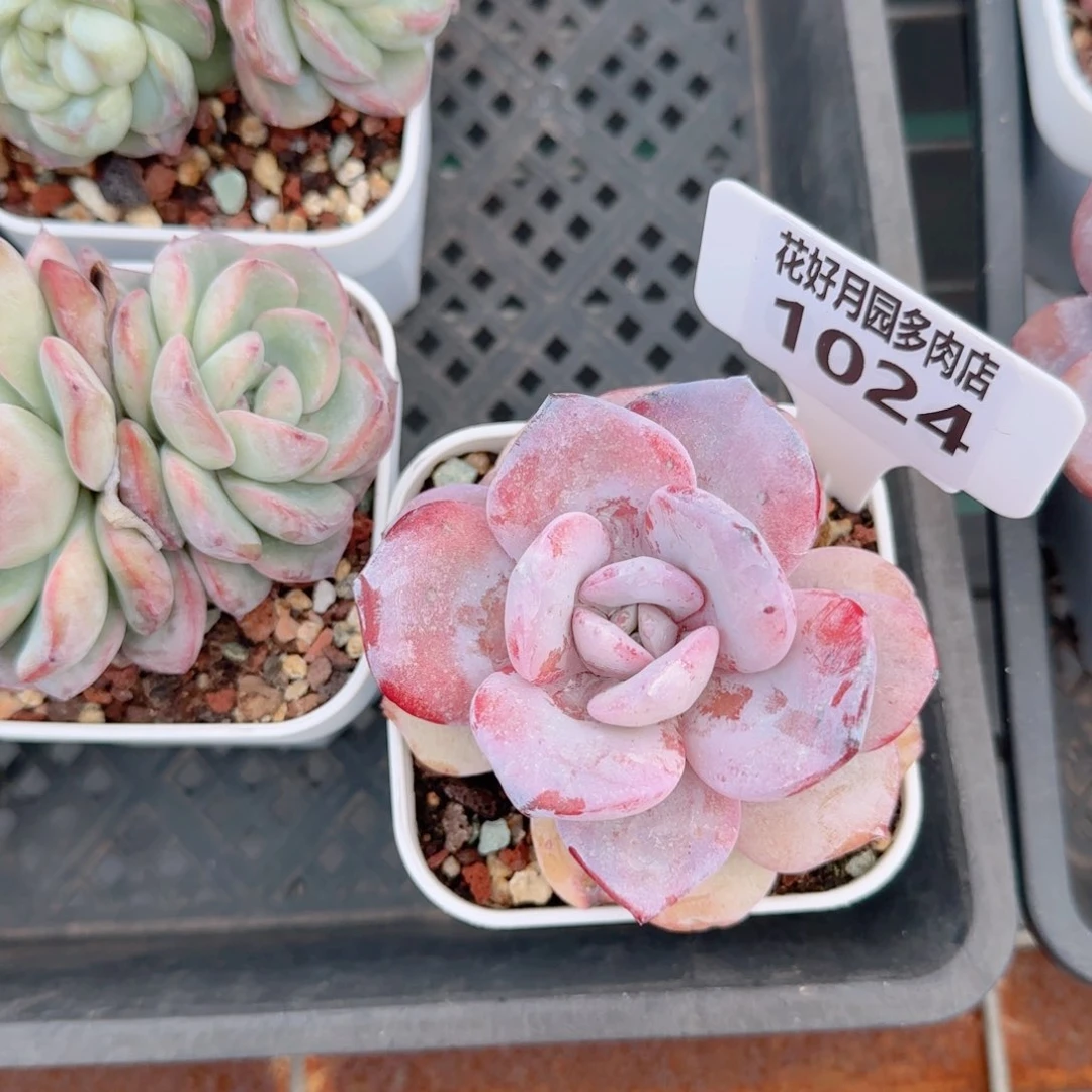 所****?多肉植物1024………….