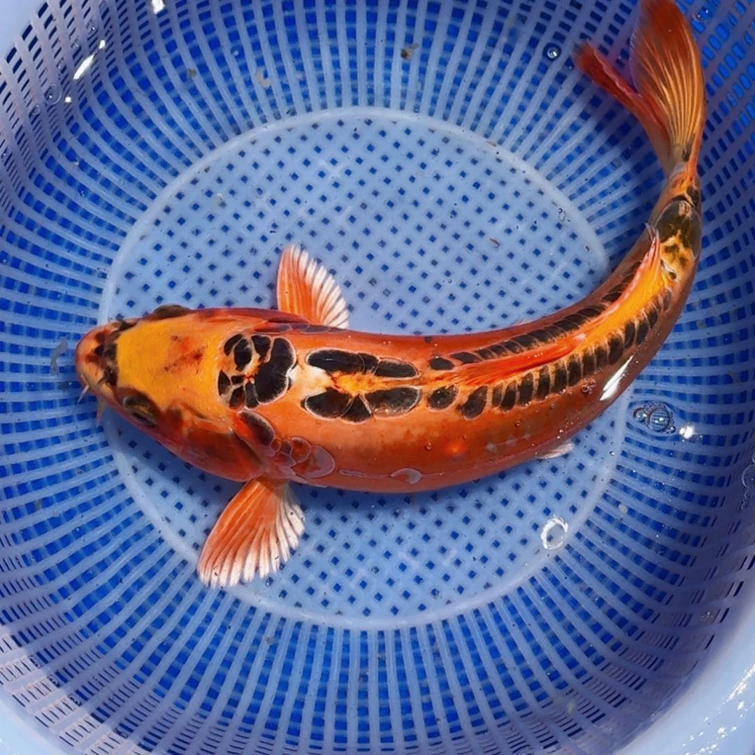 锦鲤精品甄选血统锦鲤