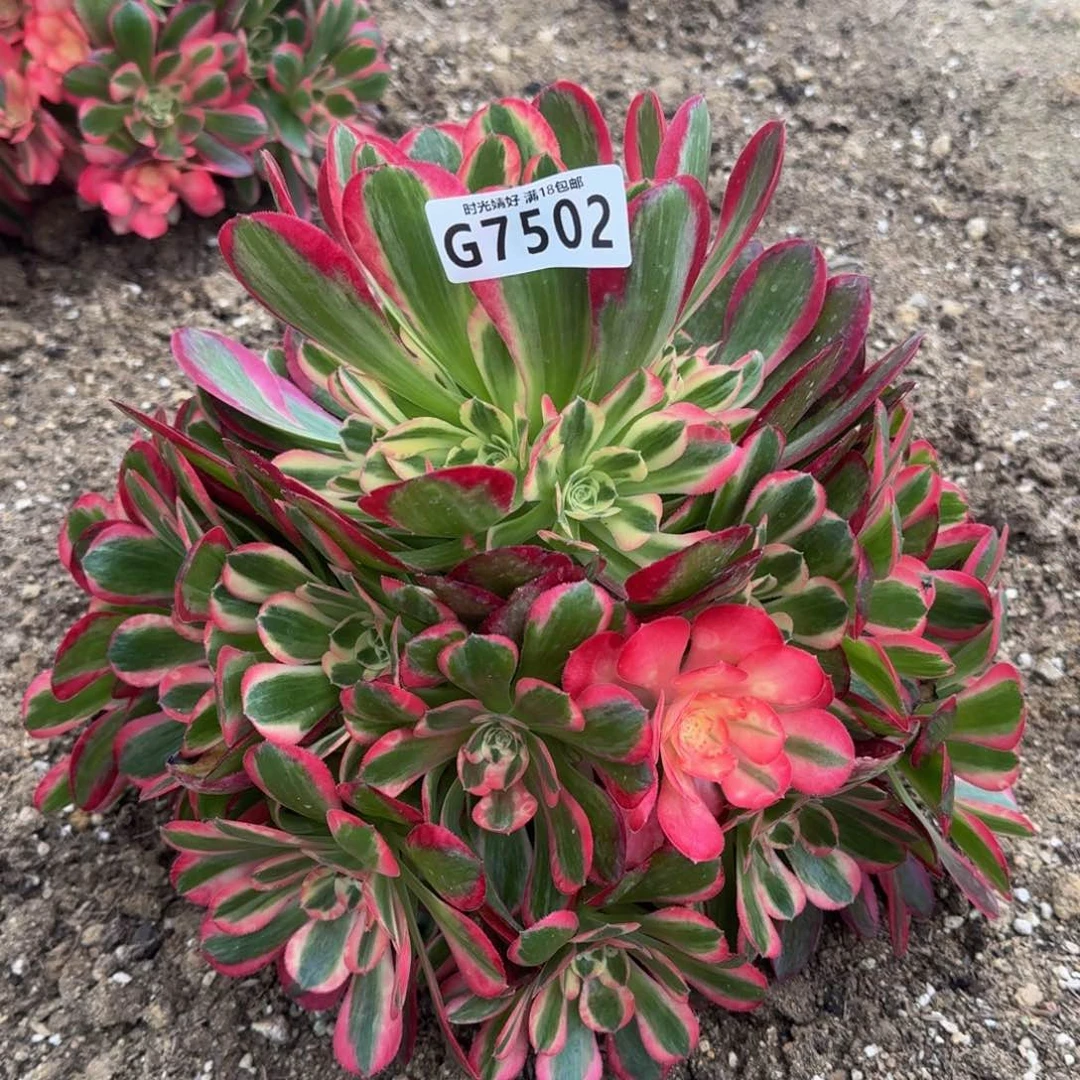 7502妖月多肉植物