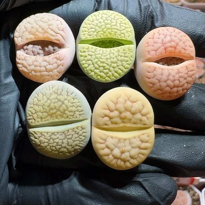 生石花2333；等。 58