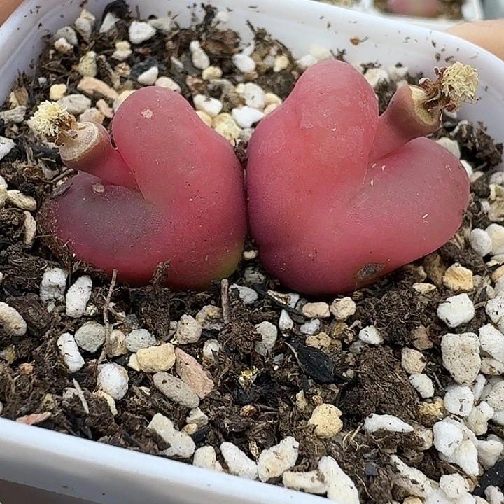 老马生石花双头毛2351