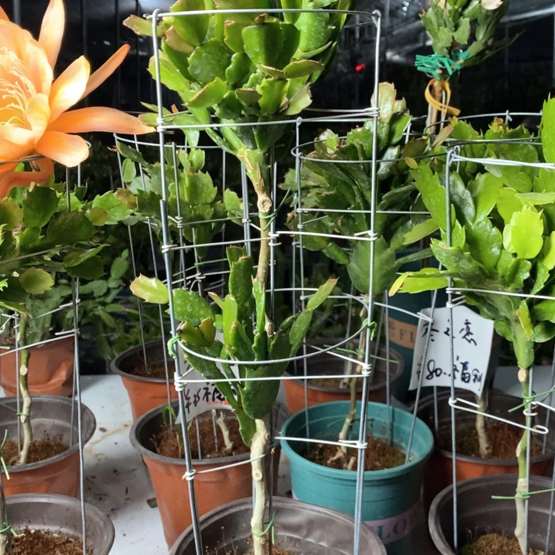 梅*姐双层叶仙嫁接蟹爪兰