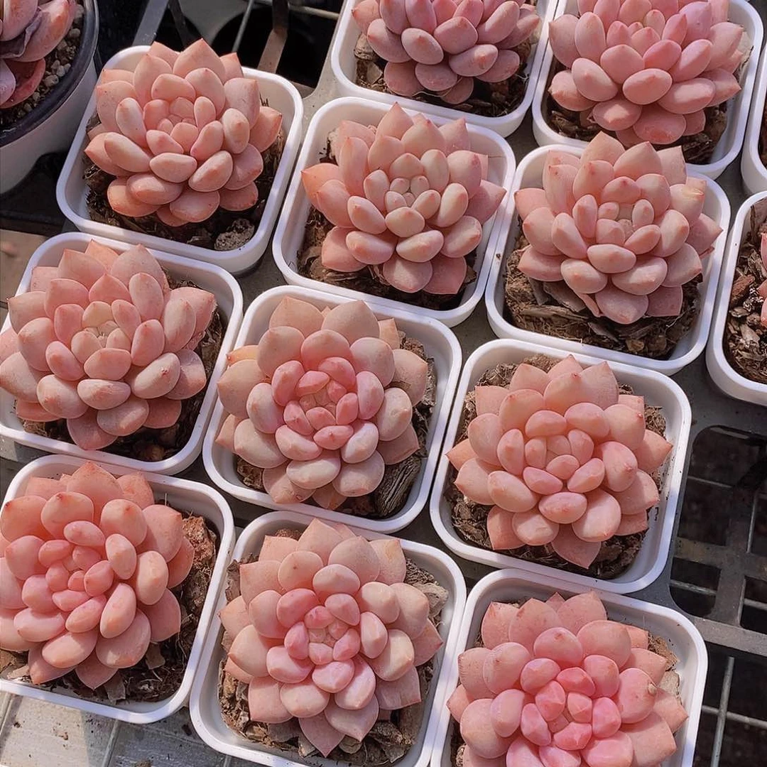 0220-半夏单头一颗 带白方 量拍