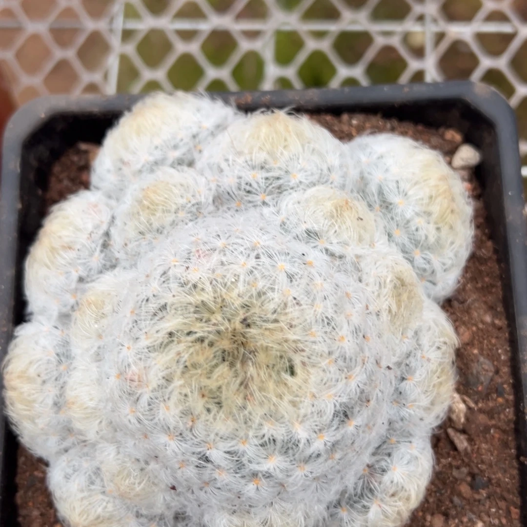 白星随机一颗。