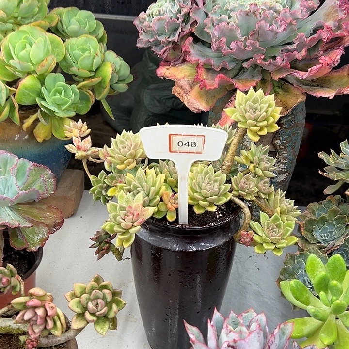 葵***花完全开放璀璨多肉植物048