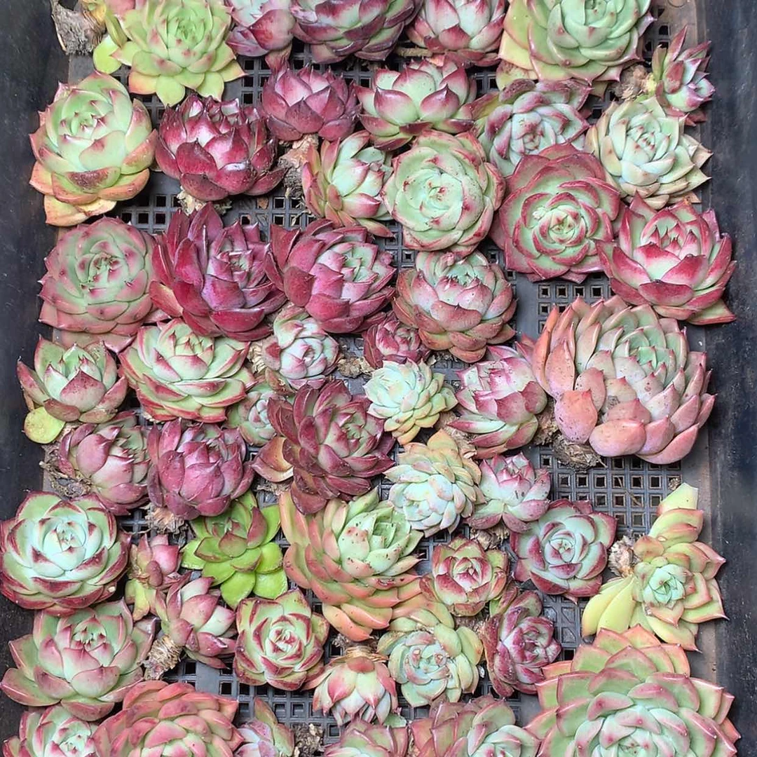 【闪购商品】云466号