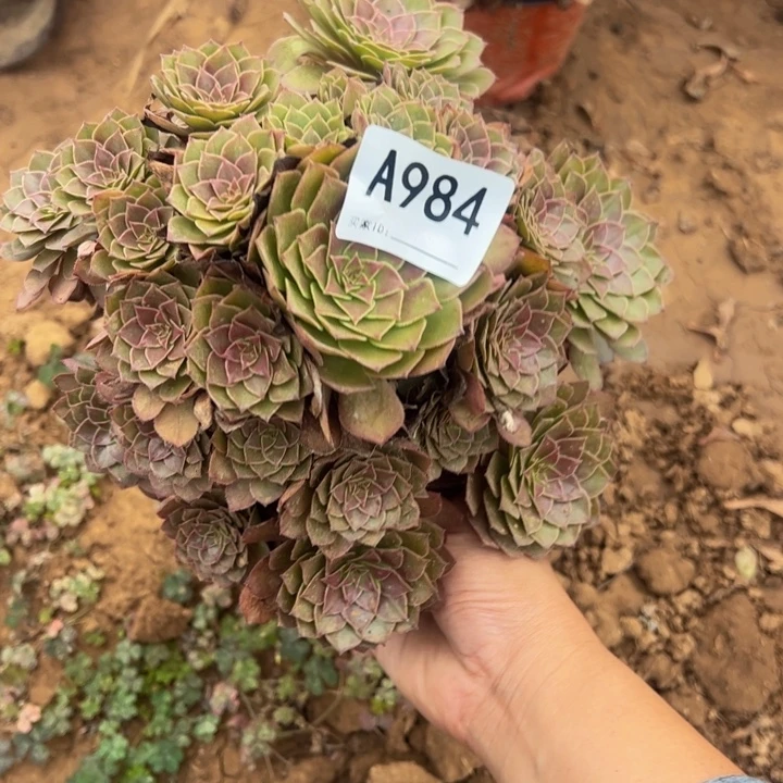 红魔多肉植物984.