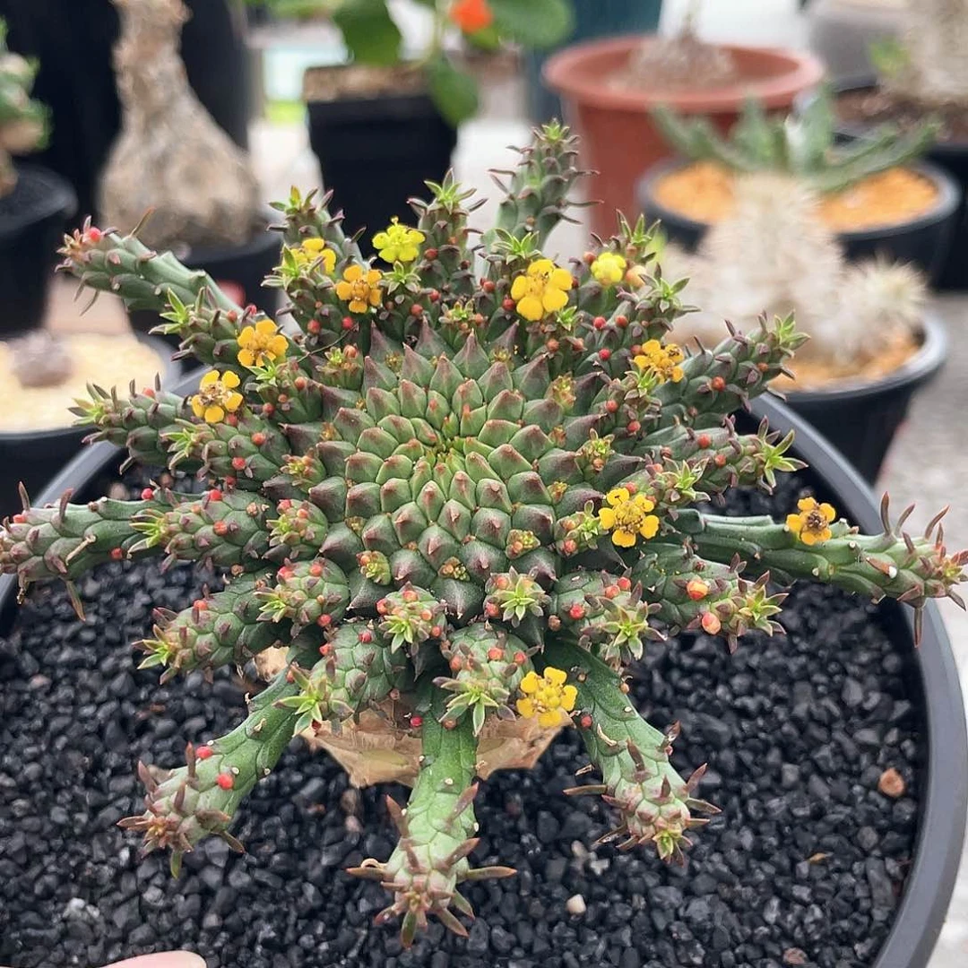 K****g66666666666666666666