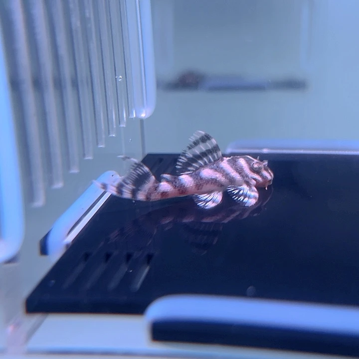 清道夫鱼24-003白体皇室333一条尺寸3.5-4