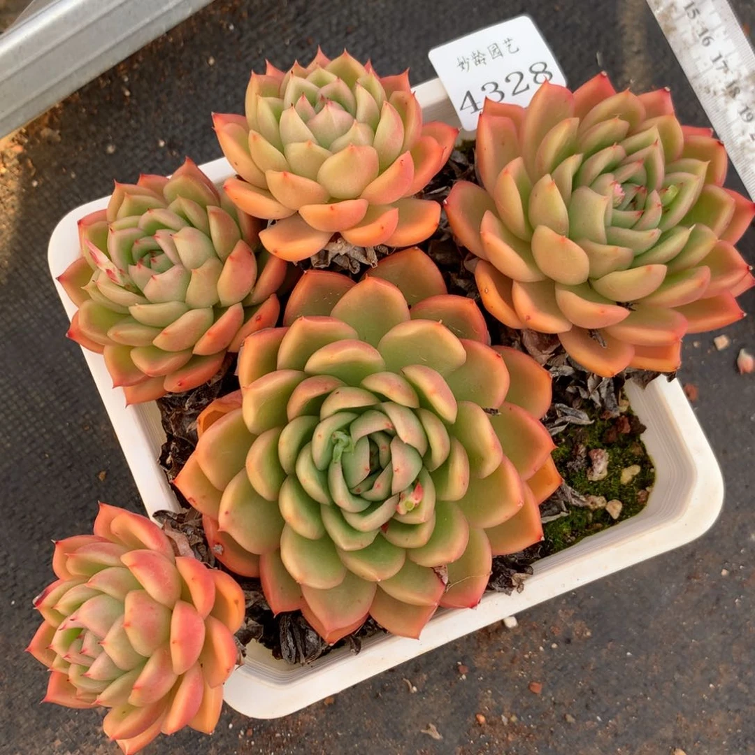 4328杂交多肉植物