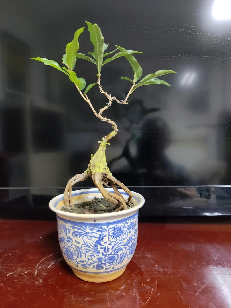 石榴根艺盆景带盆发货，所见即所得